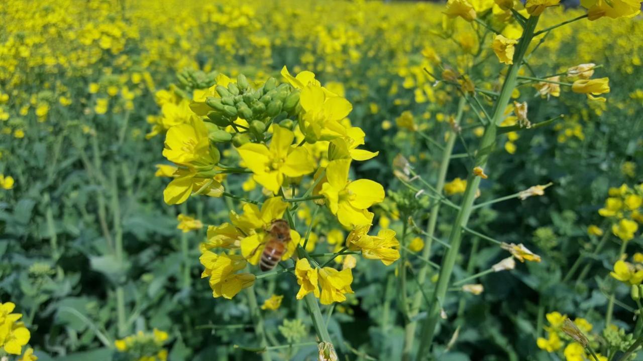 Xishan Wutong Qinyuan Huangshan Luaran gambar